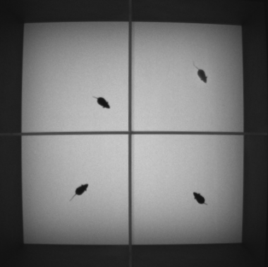 47150 IR Open Field on LUX, IR visible light